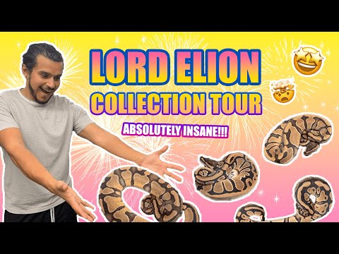 @lordelion9312 CRAZY BALL PYTHON COLLECTION TOUR (2023 UPDATE)
