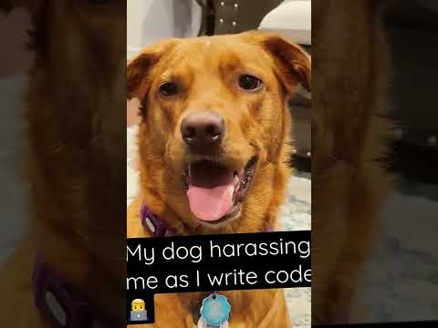 Dog harasses me as I code. #shorts #code