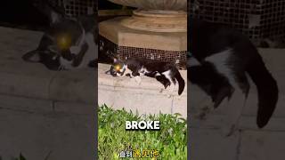 Well Behaved Stray Cat Hides A Tragic Past 💔#straycat #catshorts #catvideos