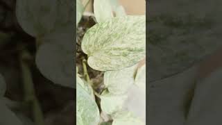 #plants #panditpradeepmishraji #ptpradeepmishraji #upay #pradeepmishrashivmahapuran