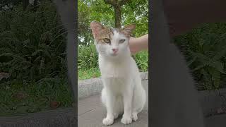 【cat】猫咪的尾巴被推车的压了一下，看着好心疼 #cute #pets #kittens