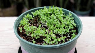 茼蒿菜小苗倒伏有2个原因，避开后，长得快又壮