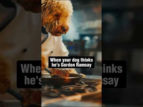 When Your Dog Thinks He's Gordon Ramsay #dog #goldendoodle