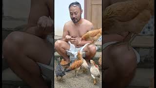 My Chicken feeding time