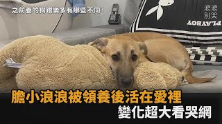 膽小浪浪歷經千辛萬苦終被領養　「活在愛裡」變化超大看哭網－全民話燒