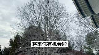 美国物业收费高有专业技术易生存/今天后院邻居修剪树每小时大概$19不等。