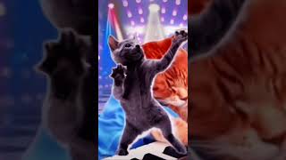 Silly Cats are funny #funny #lol #cutecat #cute #sillycats #funnycats #goofy #viral #videoedit