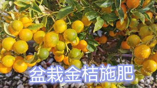 盆栽金桔施肥02/11/2022