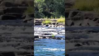 #rippling water#liquid gold!#gurgling streams#chatgptai#song