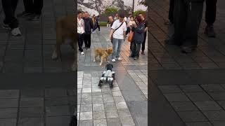 Robot Dog: Hey, little Goldilocks🐕, I'm going to jump #robotdog #funny #shorts #viral