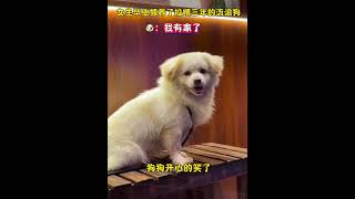 女生畢業領養投餵多年的流浪狗，領養後狗狗眼裏有光了#狗是人類最忠誠的朋友 #毛孩子的日常 #畢業 #畫畫 #感人壹幕 #畫壹個故事
