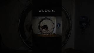 We found it running on the wheel..  #scary #horror #rat