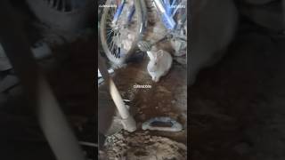 shy rabbit viral video #cutetrabbits #short #shorts #rabbits #shortsvideo #rabbit #monkeyvideo