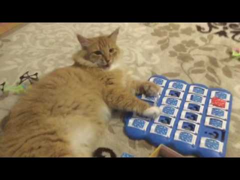 Pusa playing with board game