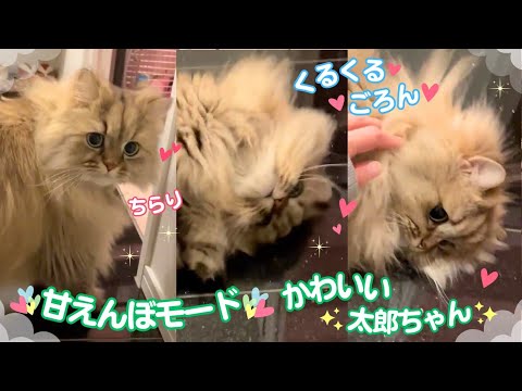 【くるくる♡ ごろん♡】かわいすぎる甘えんぼモードの太郎ちゃん♡