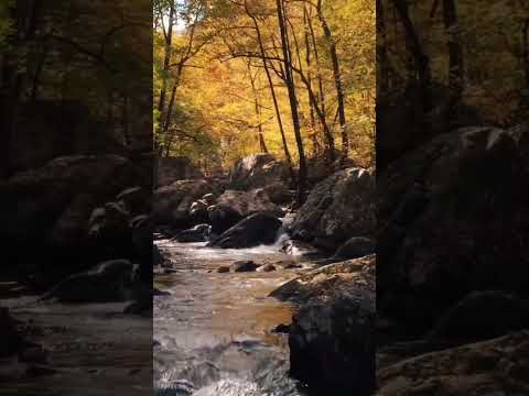 Natural Remedies | Nature Short Video #hamd #nature #waterfall