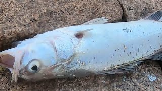 泰叔去海边碰碰运气，看看能捡到什么东西，有条鲈鱼拿回去做鱼干