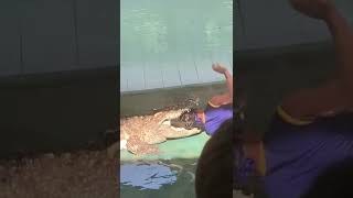 🐊