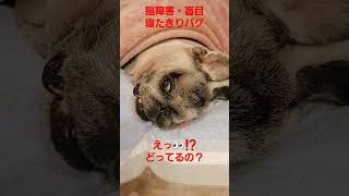 えっ？ #認知症犬