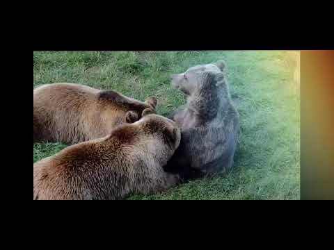 今日のプレゼント　ハーブが天使を呼ぶ　癒しの神音楽