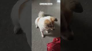 My pet 🐶 #dog #food #pets #petparent #petdog