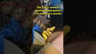 More CRAZY SNAKE behavior