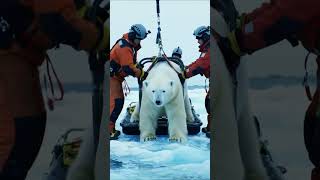 Rescue Team saved polar bear's Life in the most amazing way #polarbear #animals #shorts #story