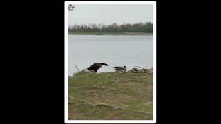 Nature is all we need! #nature #geese #geeselive