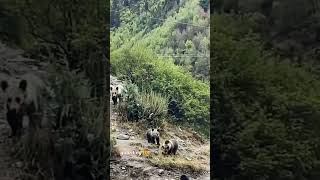 #DroneVsBear#HimalayanDrama#WildlifeEncounter#TechRescue#PastureDefense#foryou#foryoupage#fyp