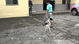 台中市動保處流浪犬隻訓練計畫驗收影片