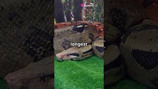 Snake | #Snake #SnakeFacts #Reptiles