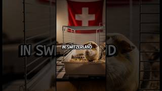 Did you know? Strange But True Facts around the world EP.1 #didyouknow #shorts  #facts #story