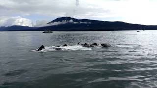 阿拉斯加 Juneau Whale Watching Tour  朱諾 賞鯨 郵輪 humpback whale in Alaska Juneau
