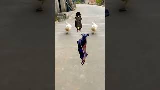 rebirth dance remix #taisinhremix #tungduong #huypt #taisinh #memix #funny