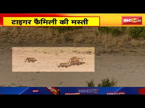 Tiger VIDEO : टाइगर फैमिली की मस्ती | शावकों के साथ मस्ती करती दिखी बाघिन