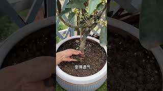 这些东西可是养花好宝贝，赶紧学起来吧 #花卉绿植 #分享 #新鲜采摘 #柏树盆景 #科普 #养花 #plants #share #garden #bonsai #shorts #video #园艺