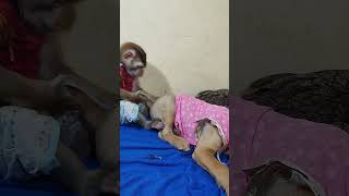 Cat Tries To Ignore Monkey #monkey #animals #cute #monkeyvideo #babymonkey #bestvideos #shorts