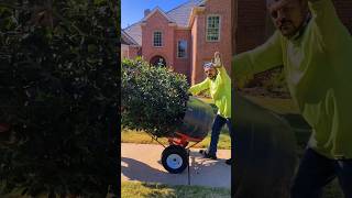Good Landscaping Vibes!!! #landscaper #arborist #plantcare #treecare  #horticulture #arboriculture
