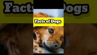 Facts of Dogs #facts #dogsfacts #factstamil #thagavalchannel #tech #techtamil #shortsyt
