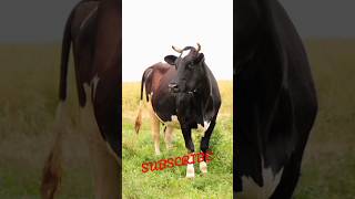 Caw #youtube#shorts#caw#animals#trending