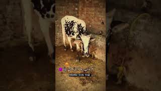 ma Sha Allah ❤️❤️ #cow #bull #cows #animals #cowsgomoo #cowshortvideo #eiduladha2023 #cowsound