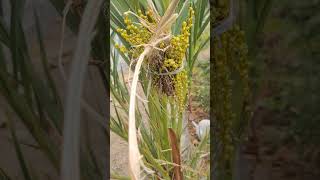 Dates Small🌴Tree Fruiting.#datesfruit #date #shorts #dryfruits #garden #short #datetree #agriculture