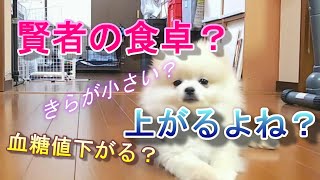 ポメラニアン　きらチャンネル 110【血糖値】賢者の食卓を試してみた