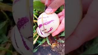 #shortvideo #shorts #fruit #fruitcutting #newfruit #newfruit #apple