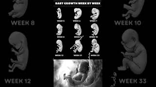 Baby growth week by week in mom's womb #viral #shorts #video #pregnancybyfaith #baby