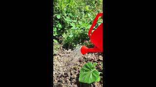 ￼新北市雙溪區荷花園/雙溪區蘆葦之家￼