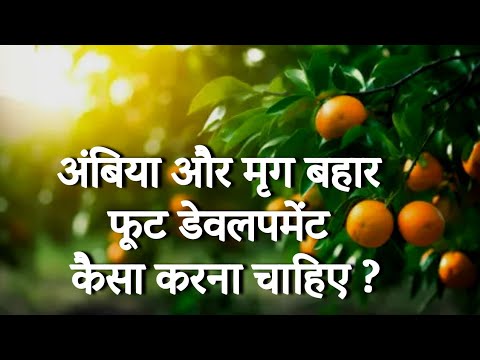 Ambiya Aur Mrg Bahaar Phoot Devalapament Kaisa Karana Chaahie?