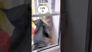 Try Not to Laugh: Cat Love Saga Gone Hilariously Wrong! 😂💔 | Villdoc Funny