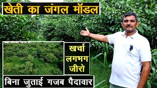 Jungle model of farming, amazing yield without ploughing, almost zero expense || Technical Farming ||