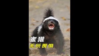 蜜獾 无所畏惧 #动物 #动物世界 #纪录片 #平头哥